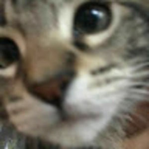 Meet your Posher, Kali